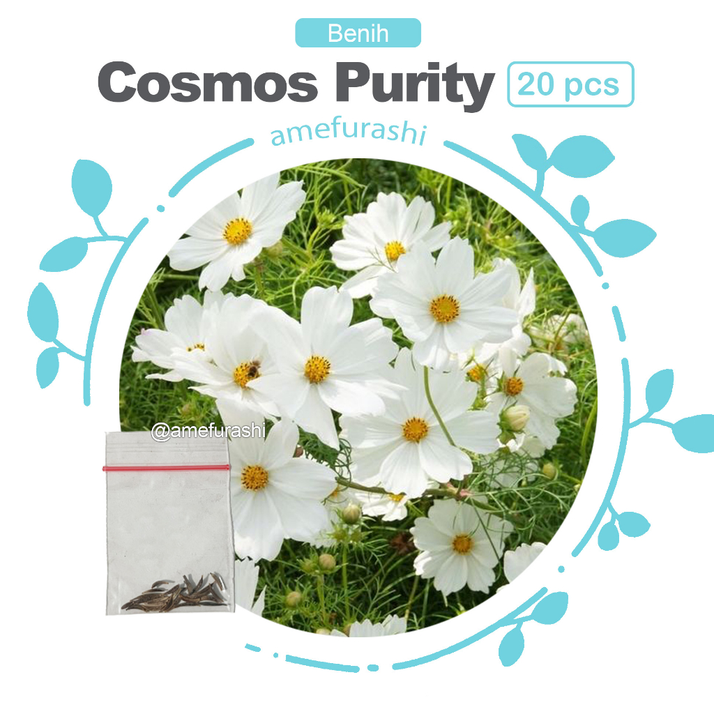 Amefurashi Bibit / Benih / Seeds Cosmos Purity White Flower Cocok Untuk Pemula