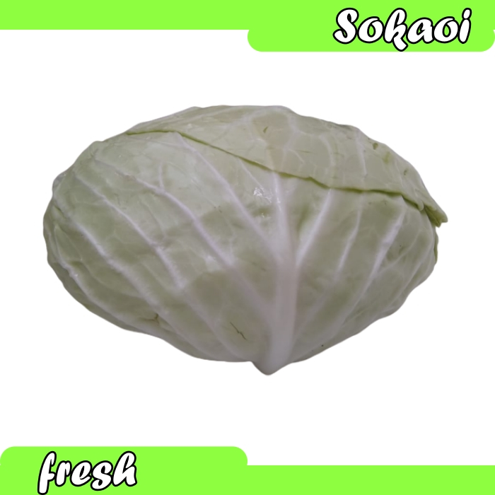 

SAYUR KOL PUTIH CABBAGE KUBIS SAYUR KOL SEGAR KOL FRESH