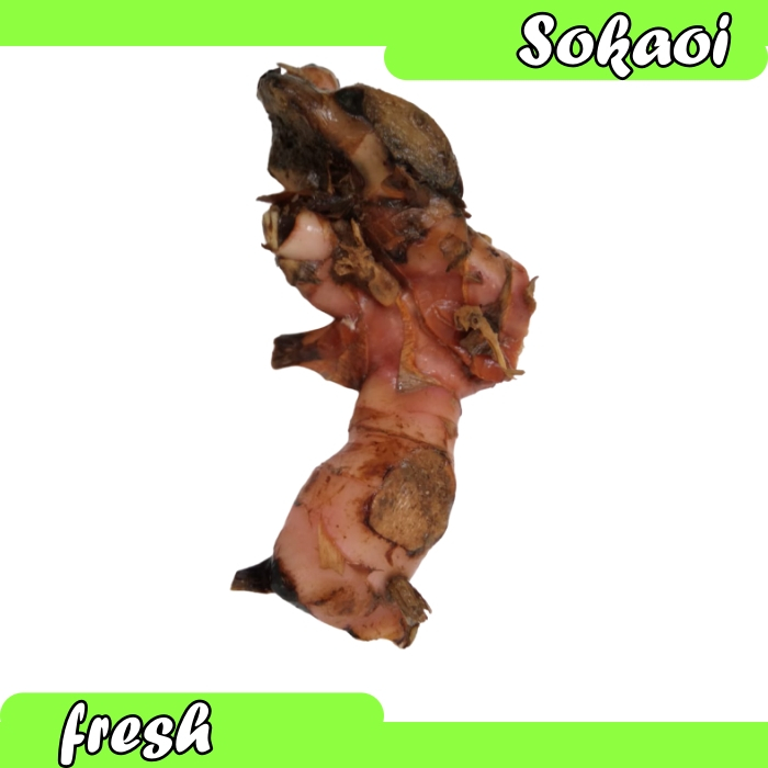 

BUMBU LENGKUAS SEGAR ISEN SEGAR BUMBU DAPUR REMPAH REMPAH SEGAR