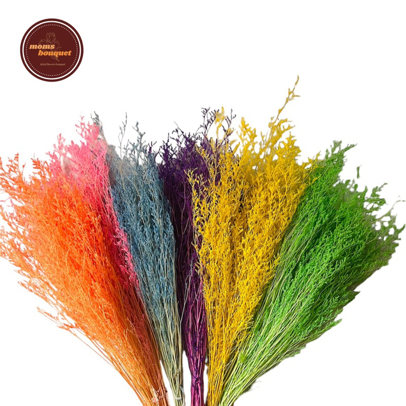Caspea Lovergrass Dried Preserved Colour Bunga Kering Bahan Dekorasi Hantaran Buket