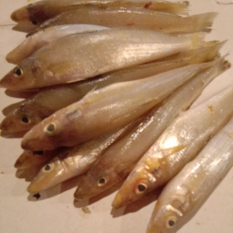 ikan kaca piring segar 420gram