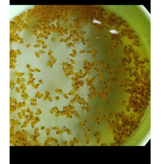 larva gurame soang paket 500 ekor