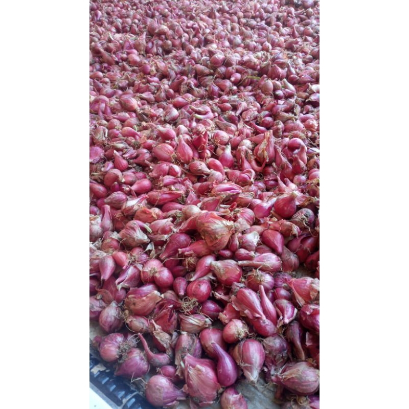 

GROSIR & ECER!! bawang merah brebes /1kg