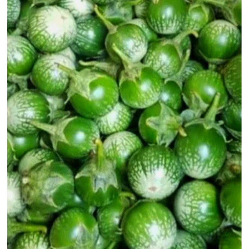 

TERONG KECIL MUDA/TERONG LALAP 250GR
