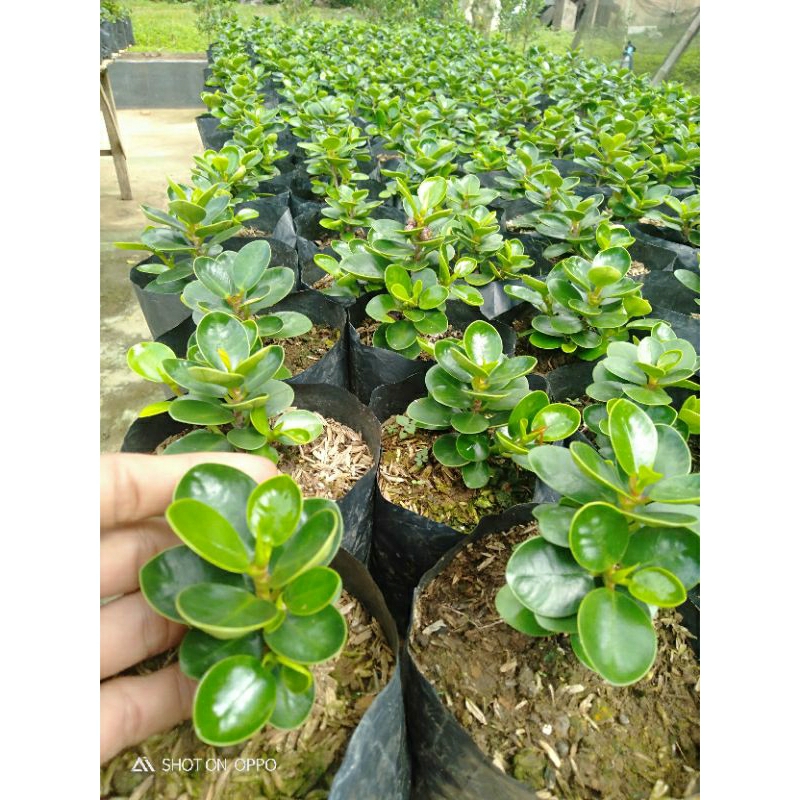 Ficus dolar micro mangkok ORI