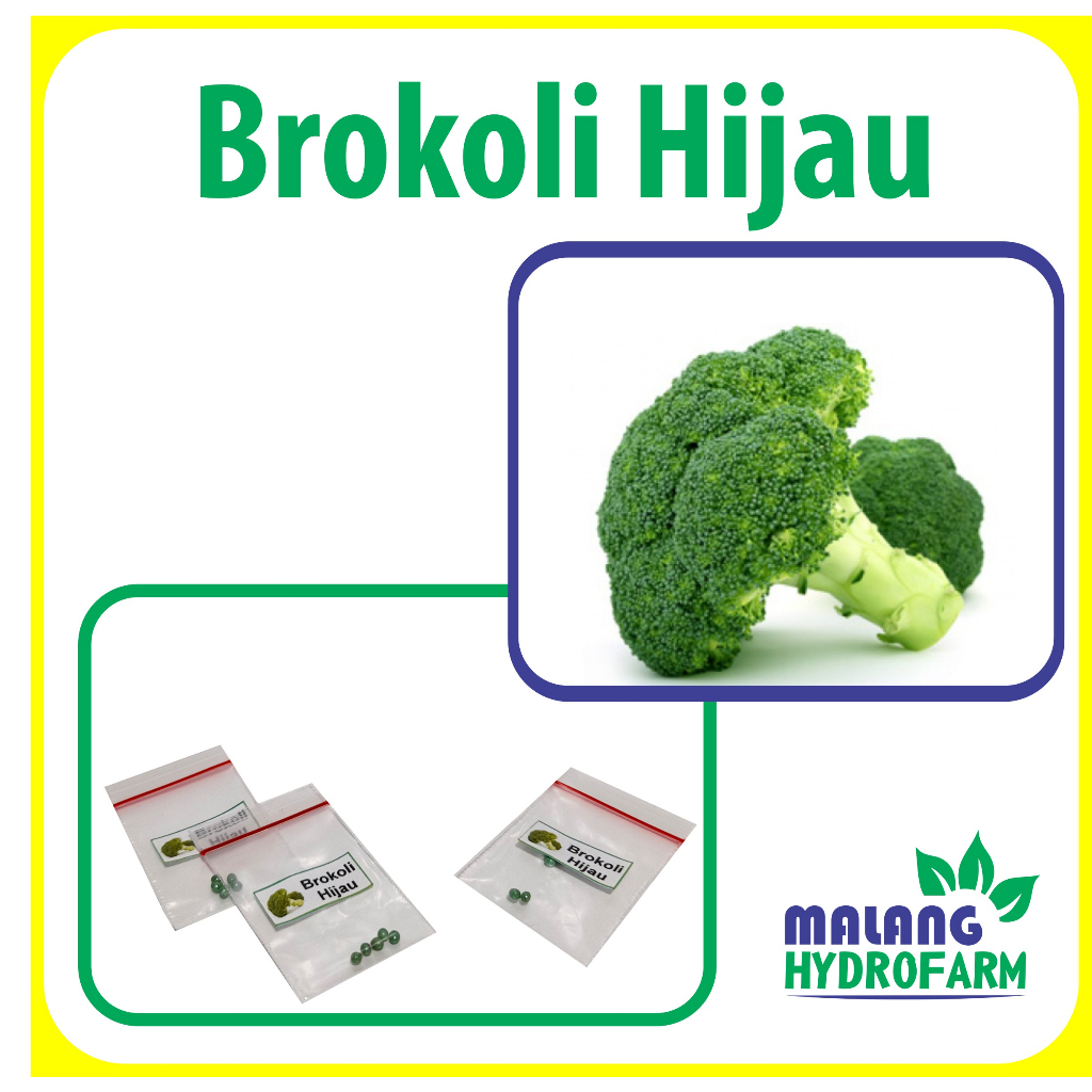 Benih Brokoli Unggulan berkualitas biji bibit hydroponik bunga sawi hidroponik sayuran tanaman sayur