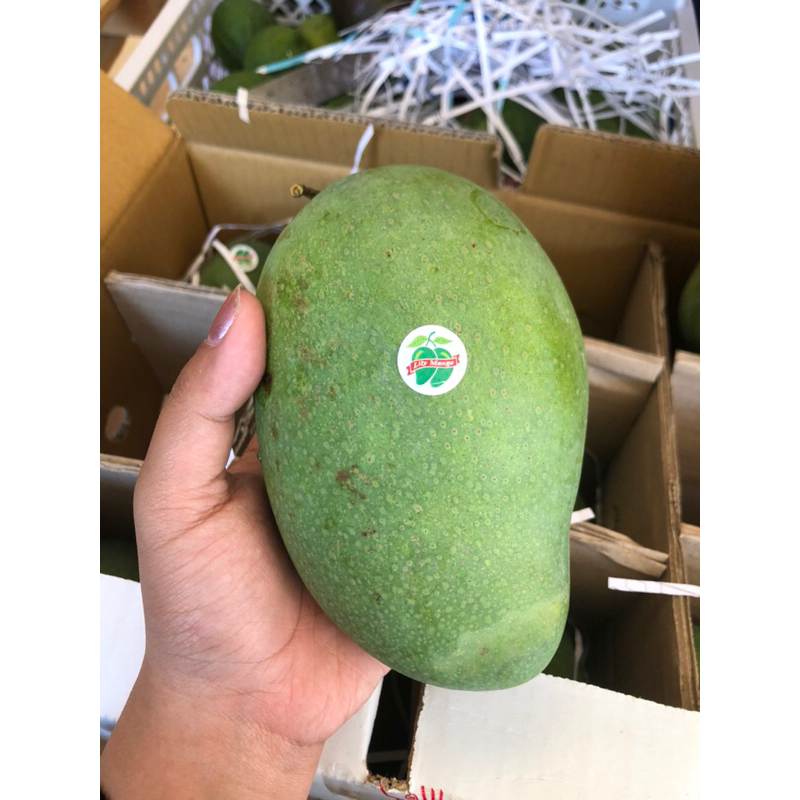 

Mangga Lili / Dus Kecil Isi 12