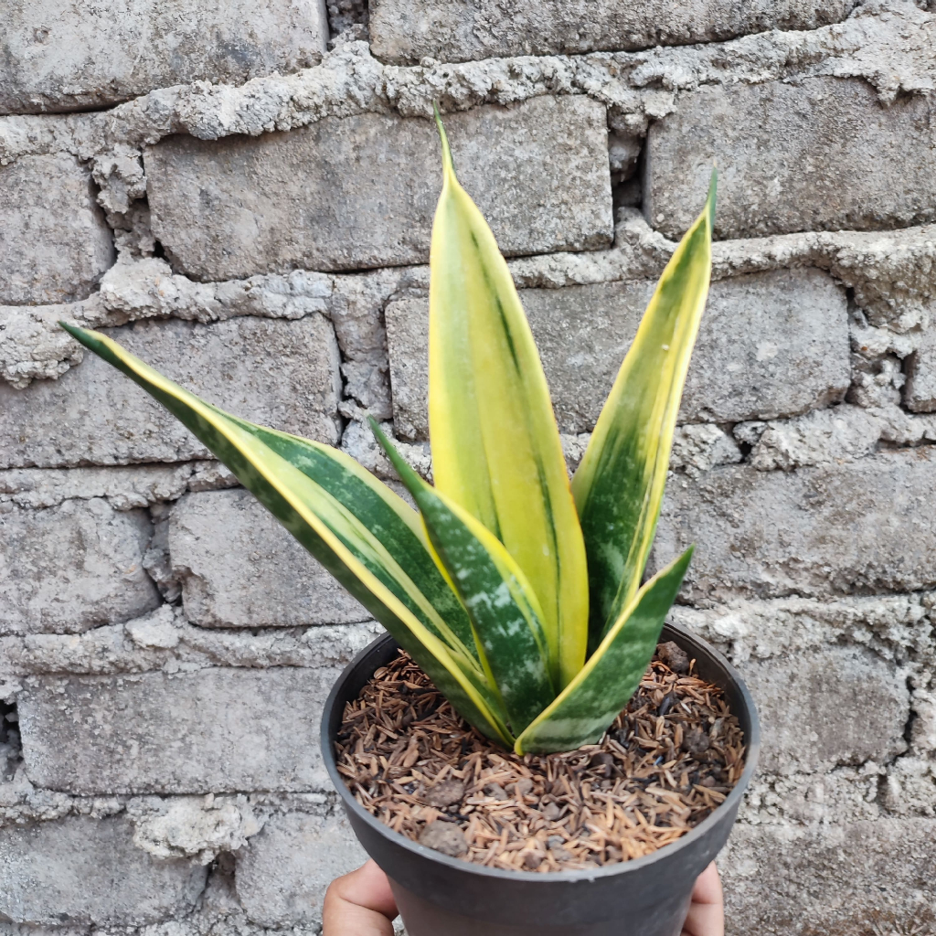 Sansevieria Golden Flame | DP 12 Cm