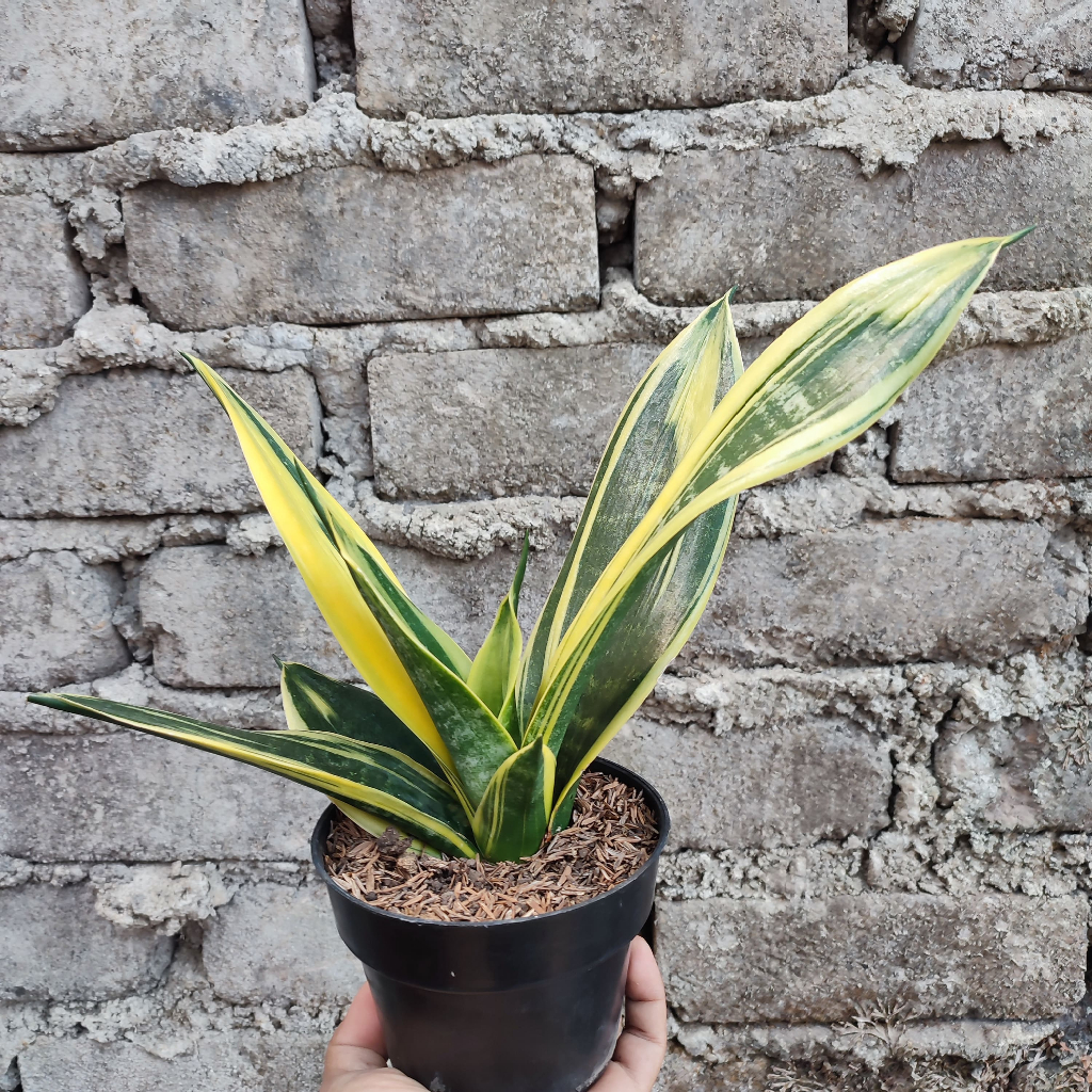 Sansevieria Golden Flame | DP 15 Cm
