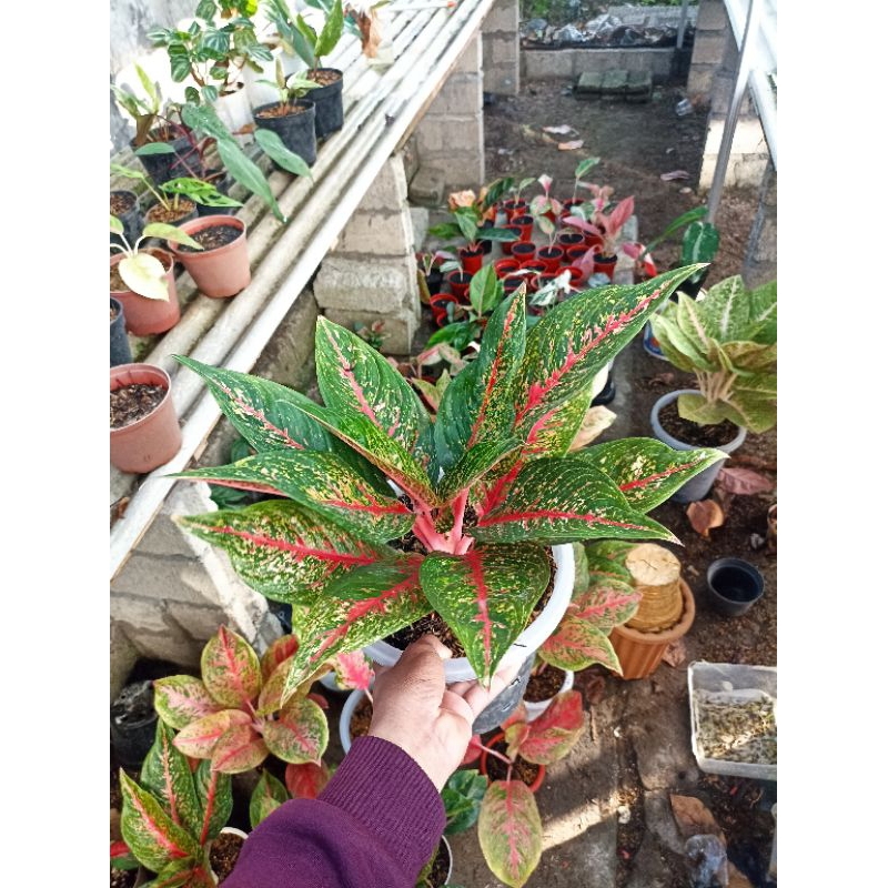 Tanaman Hias Aglaonema Hot Lady