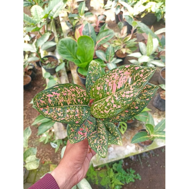 Tanaman Hias Aglaonema Ruby Compacta