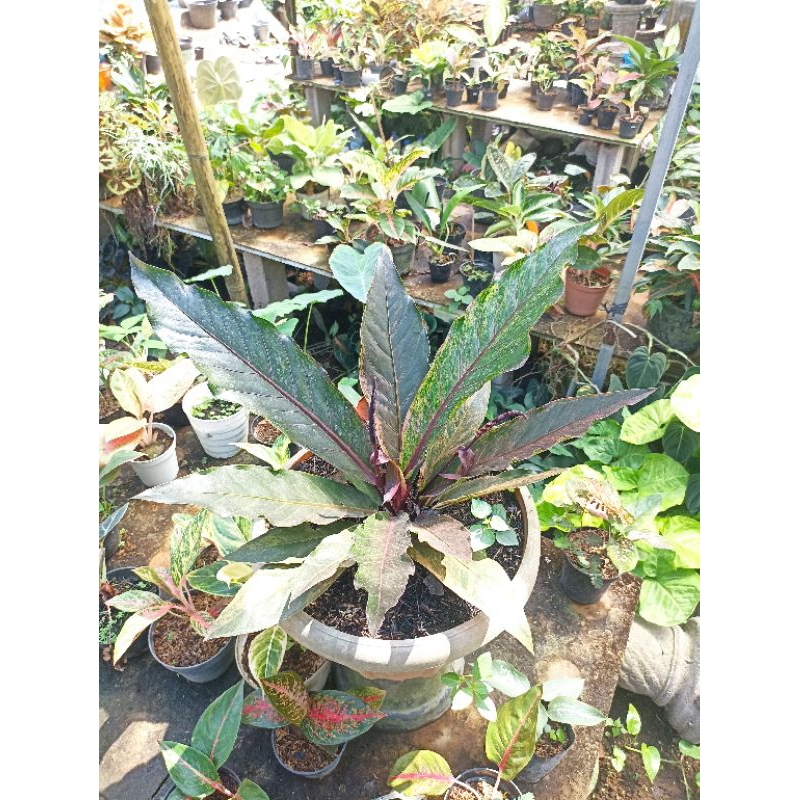 Tanaman Hias Hookeri Pink