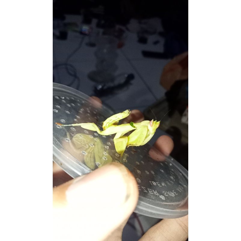 Orchid Mantis warna kuning