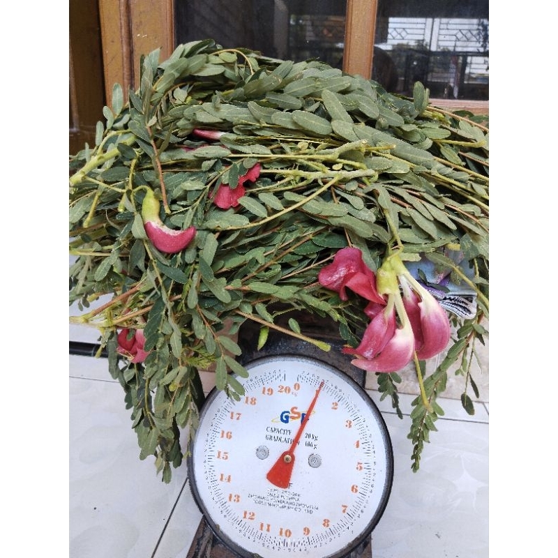 

Daun turi merah 1 kg fresh. di petik jika ada pesanan