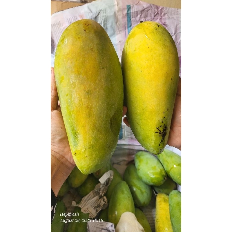 

Mangga Thailand