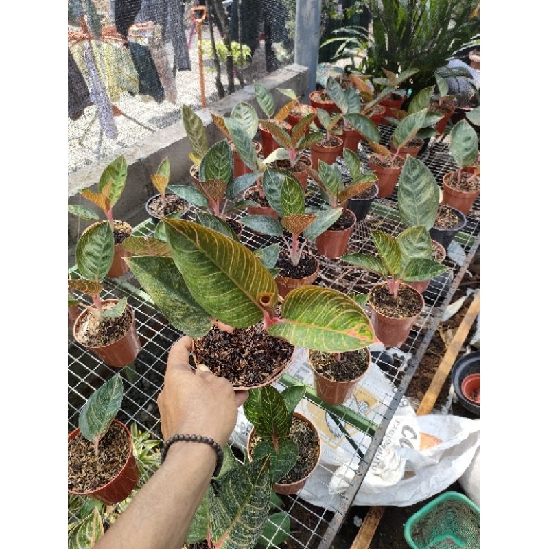 AGLAONEMA KRESNA GOLDEN