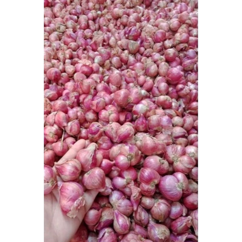 

Bawang Merah Kering Super Asli Nganjuk
