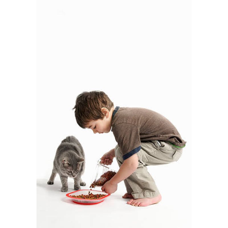 relawan pemberian makanan kucing