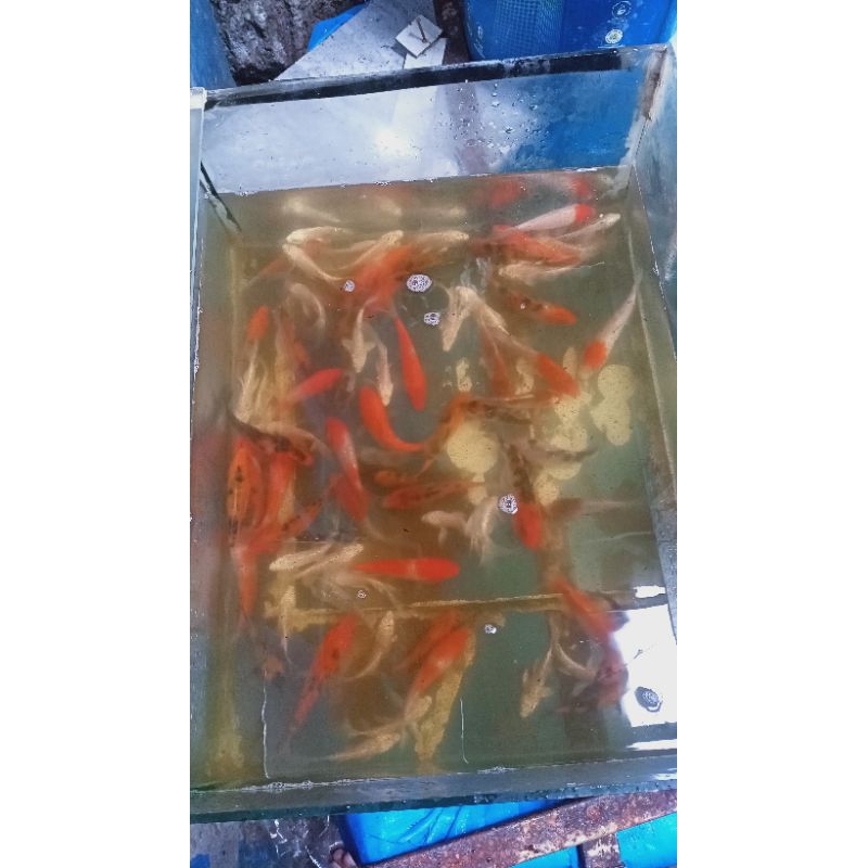 

ikankoi.slayer.size10-13.cm.dan.koi.gonsake10-14cm .per ekor 10ribu