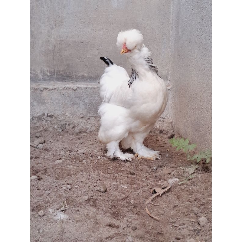 Ayam hias park brahma asli import