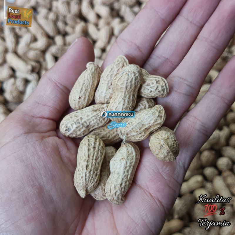 Softcookies_ Kacang Kulit Oven 1 Kg Dan 500Gr Kacang Tanah Roasted Panggang Cemilan Kacang Tanah