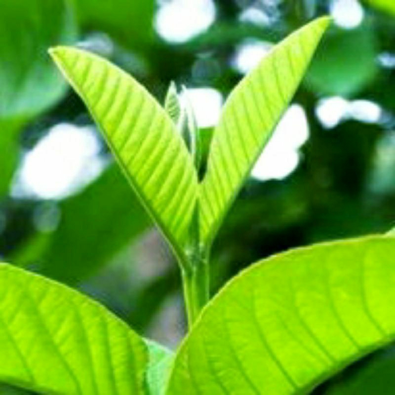 Daun Pucuk Jambu