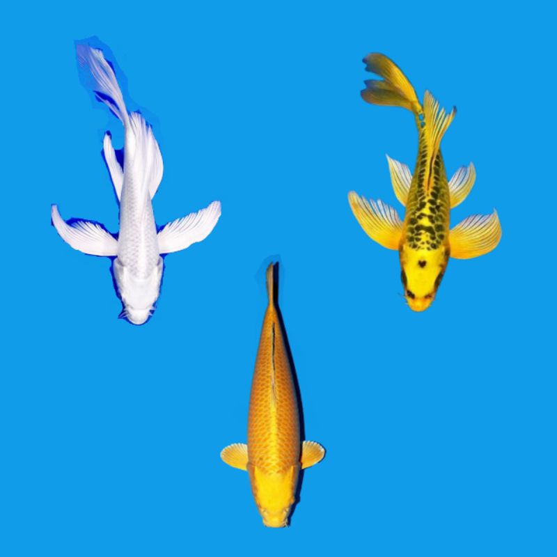 koi slayer platinum metalik kumpay berkualitas