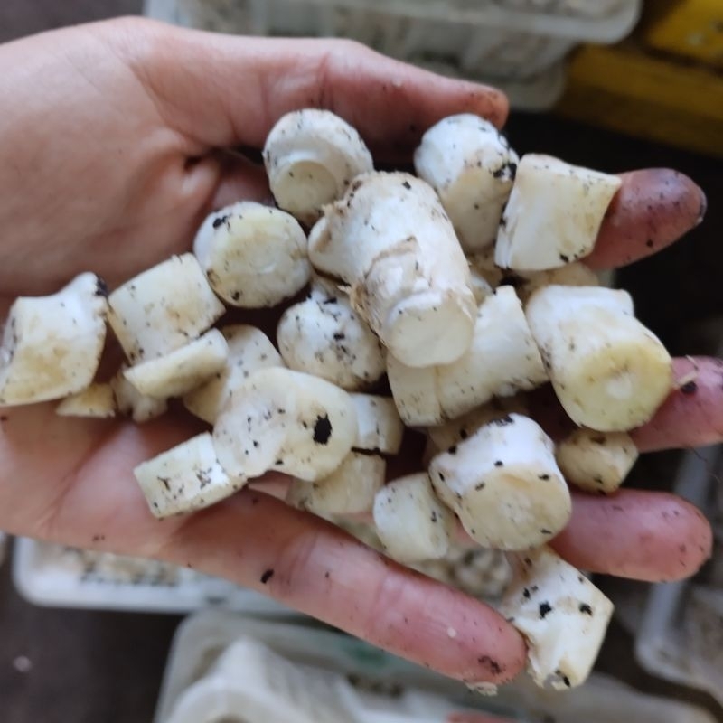 

jamur kancin fress dan akar
