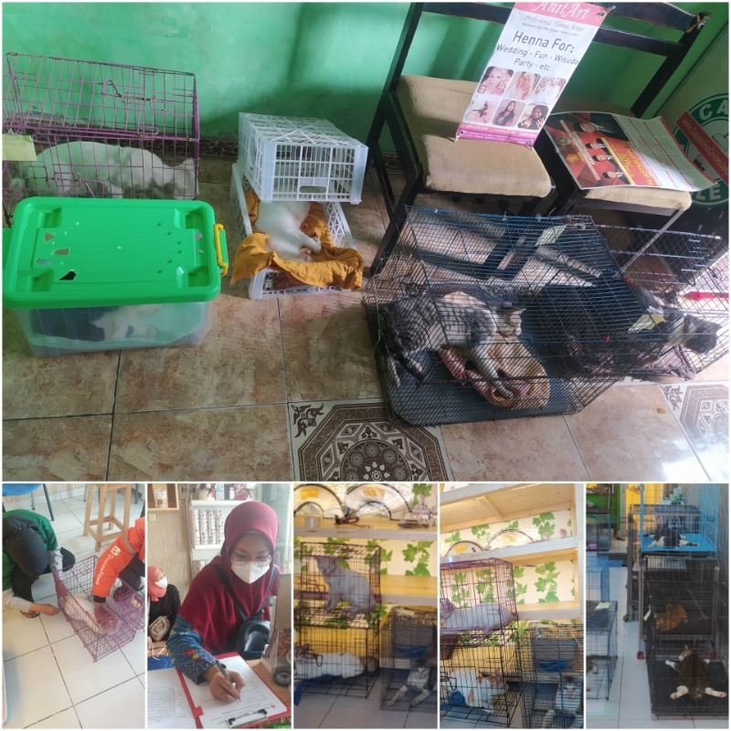 steril kucing tak berpemilik