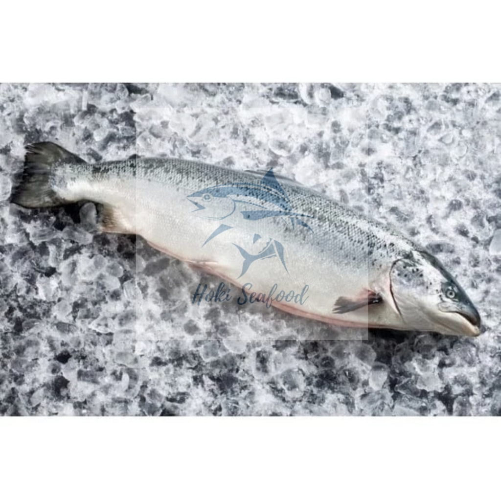 SALMON UTUH FRESH / NORWEGIAN SALMON UTUH FRESH PER EKOR SASHIMI GRADE