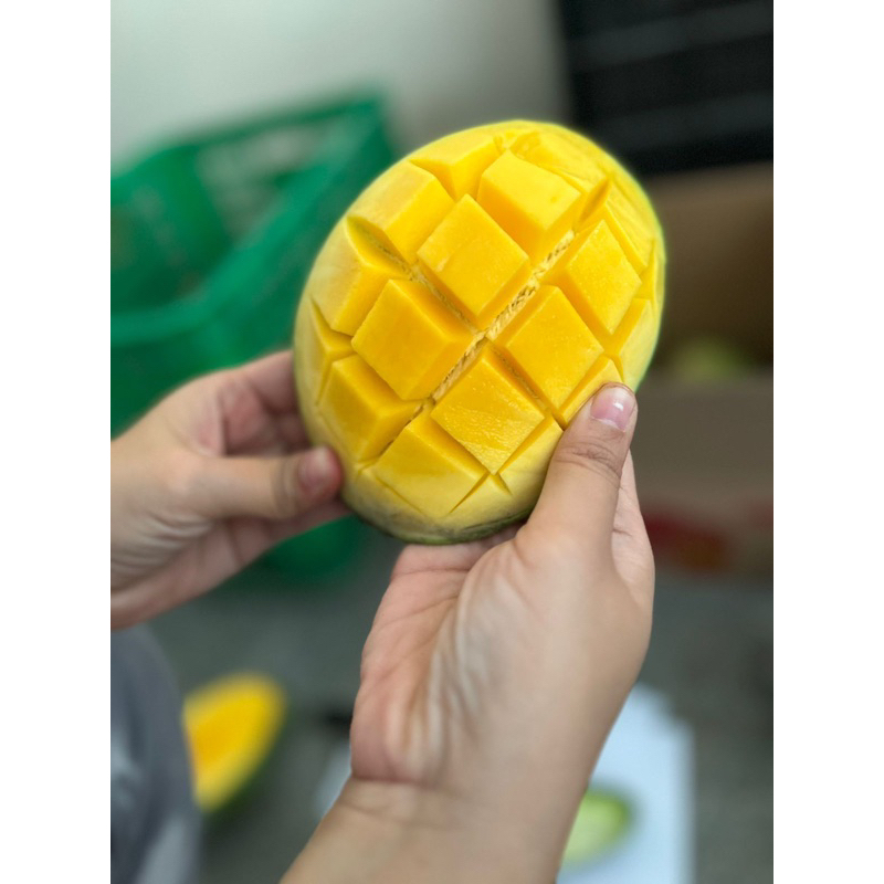 

Paket Mangga Gajah 5kg
