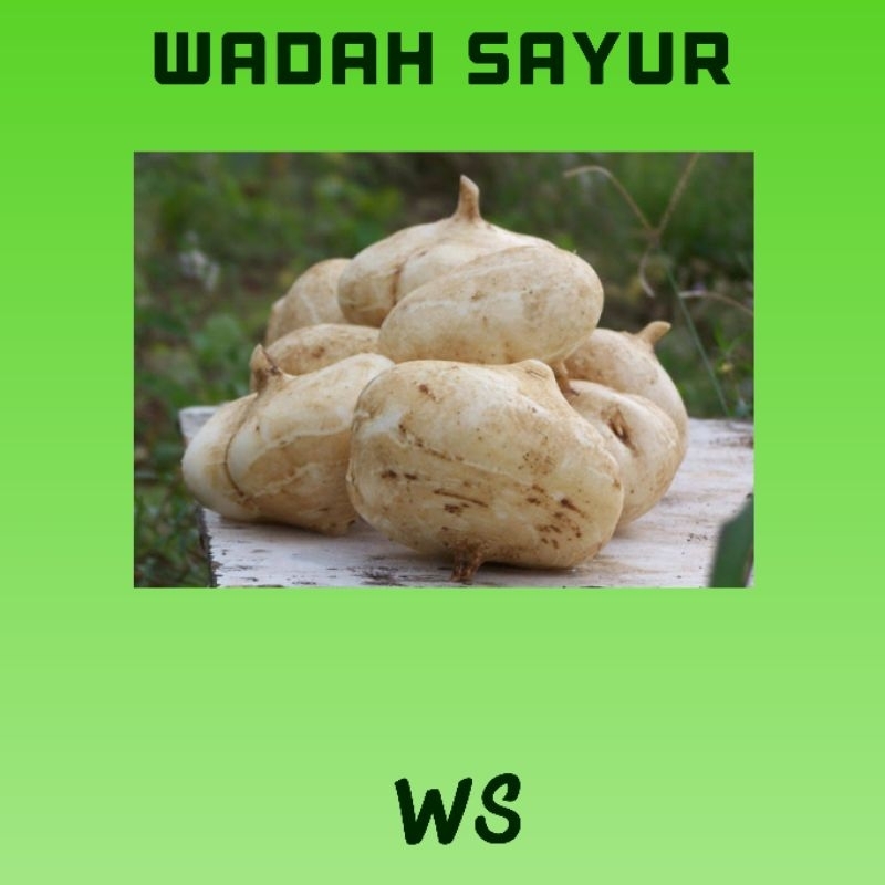 

Bengkuang Segar ( 500 Gram ) | Wadah Sayur Bogor