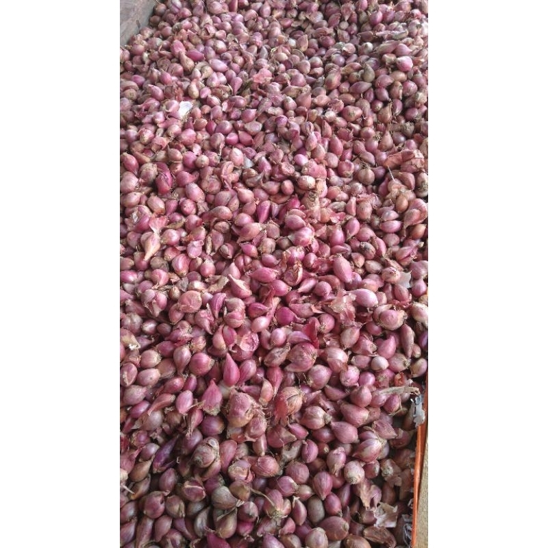 

bawang merah ampera