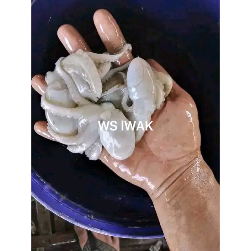 

Baby Octopus / Gurita Kecil Premium