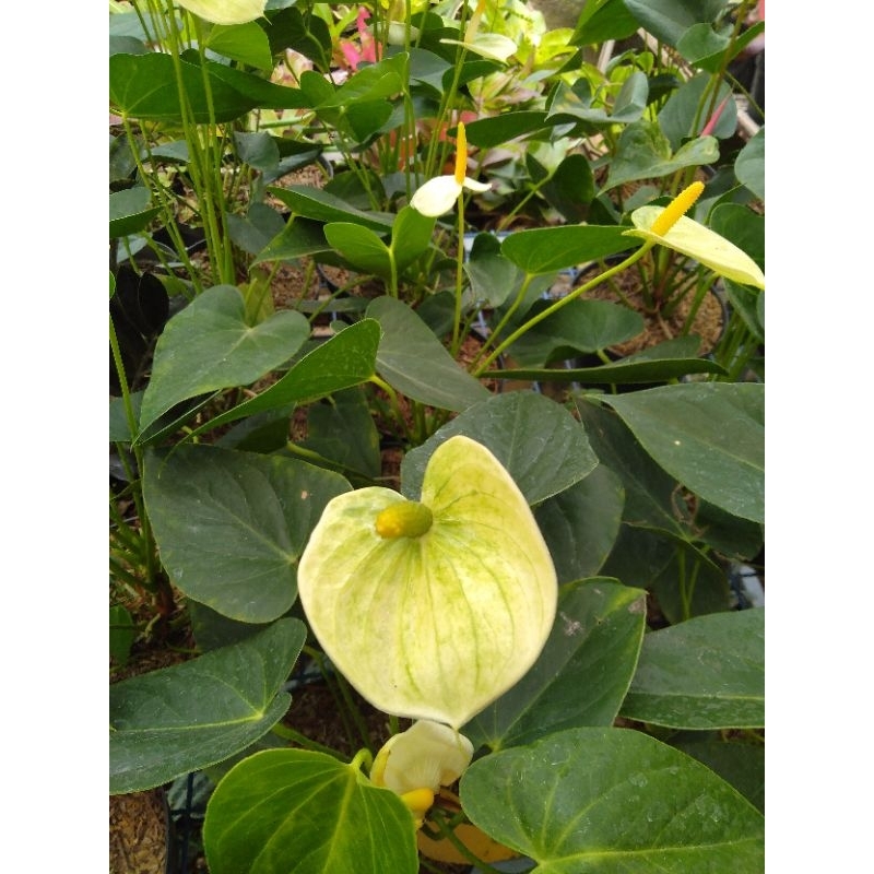 anthurium bunga kuning