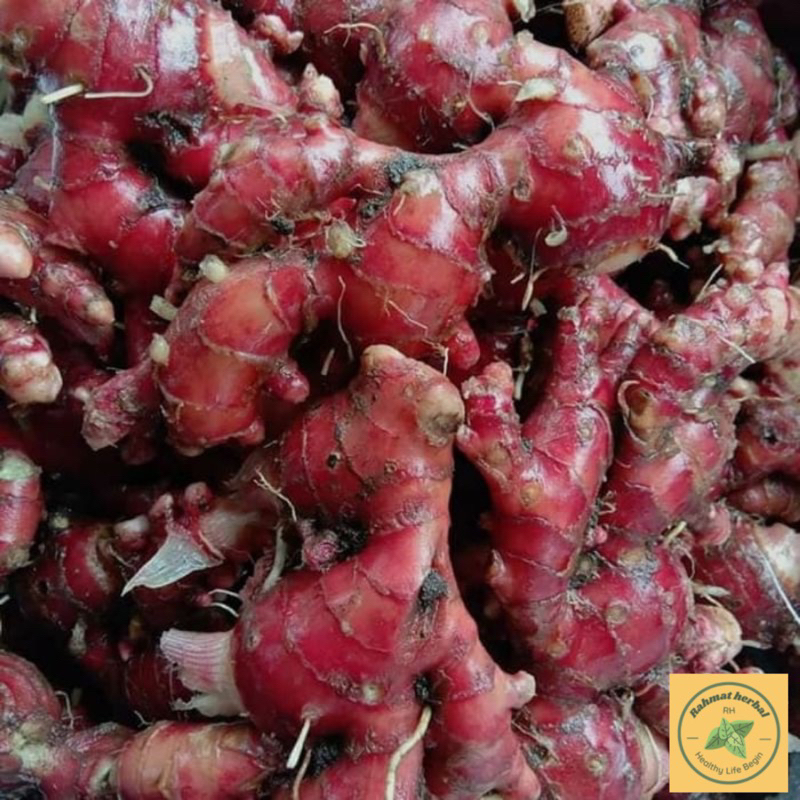 

Jahe Merah Asli,Jahe Merah Organi Fresh pe