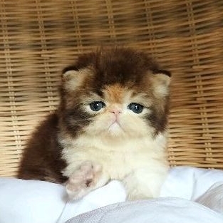 kitten persia peaknose betina non ped ( PO )