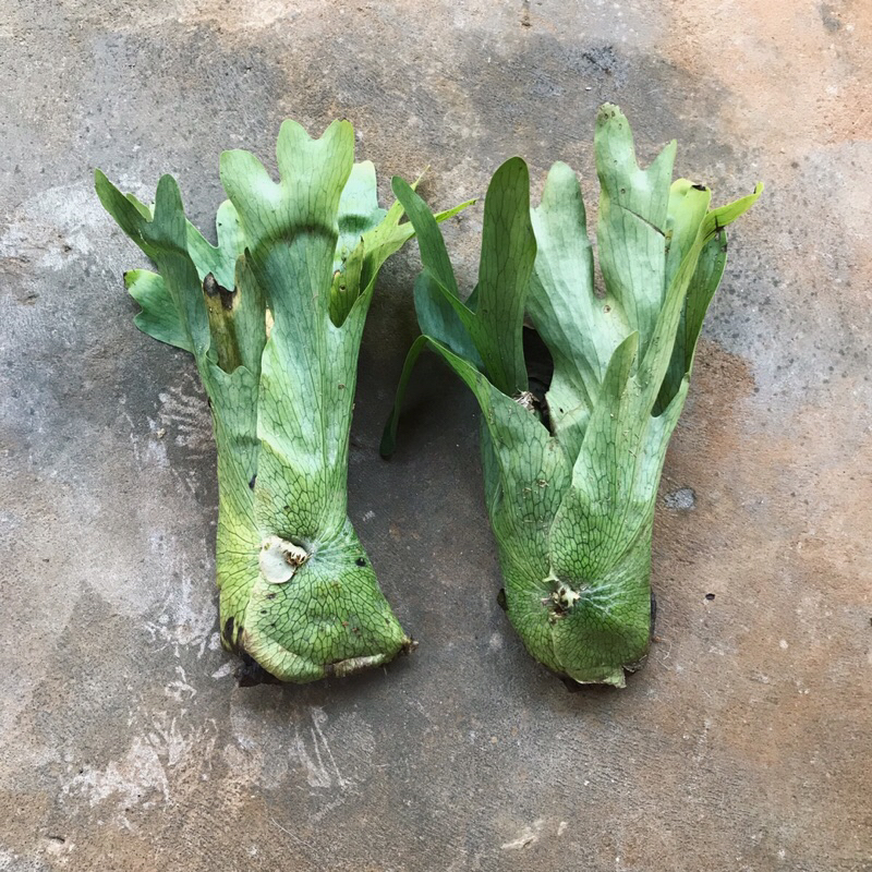 PLANTYCERIUM WANDAE SIMBAR SUPER CABUT