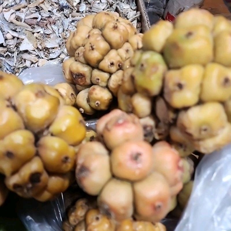 

Asam Cekala/Patikala 500gr
