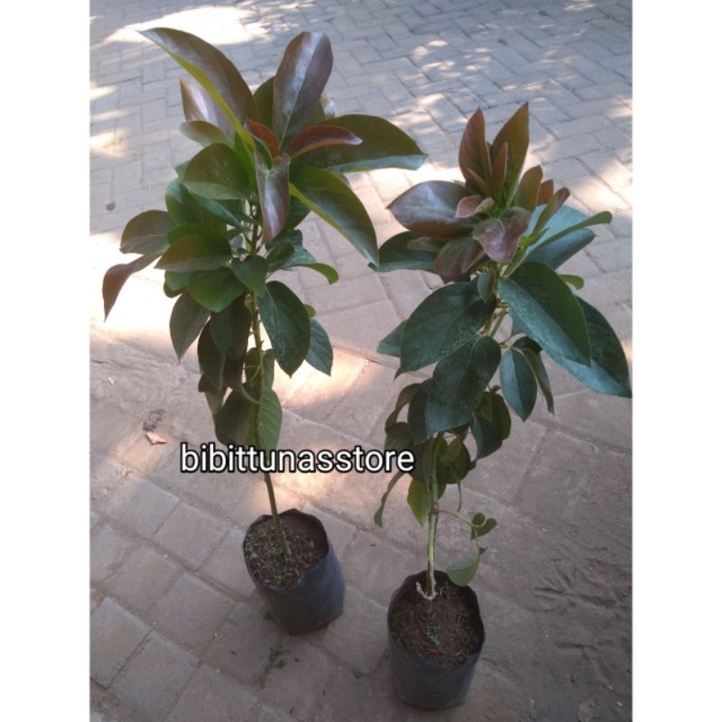 Tinggi ±70cm  Bibit Alpukat Red Vietnam Okulasi