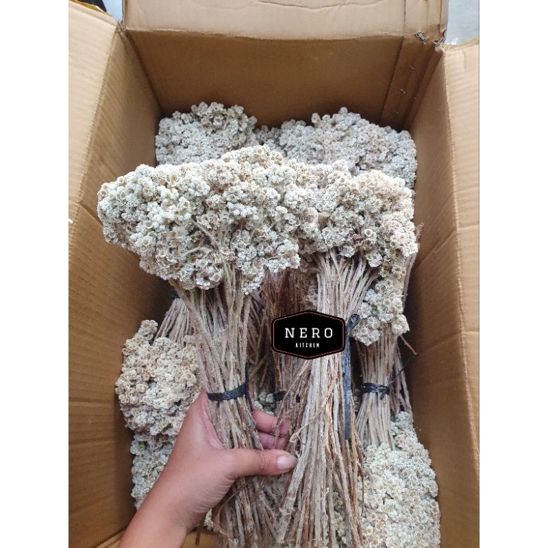 [IKAT BESAR] Bunga Edelweis / Edelweiss / Bunga Edelweiss / Immortelle Flower