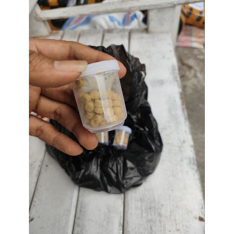 livertran per biji top song