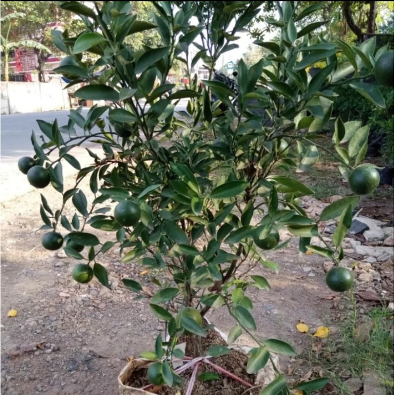 tanaman jeruk Santang madu pohon besar