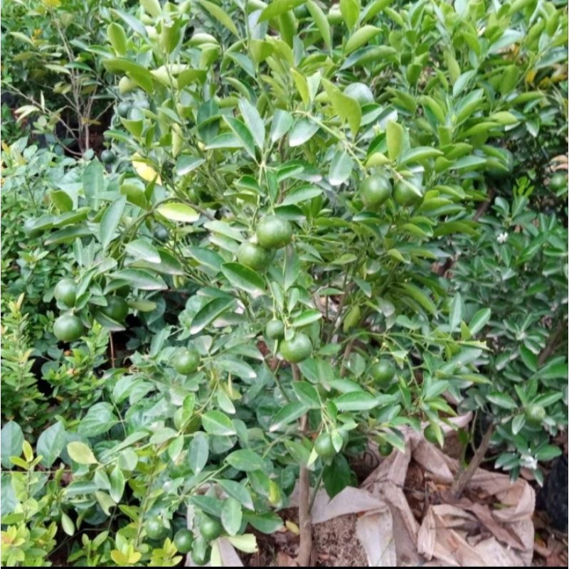 tanaman jeruk sonkit pohon besar