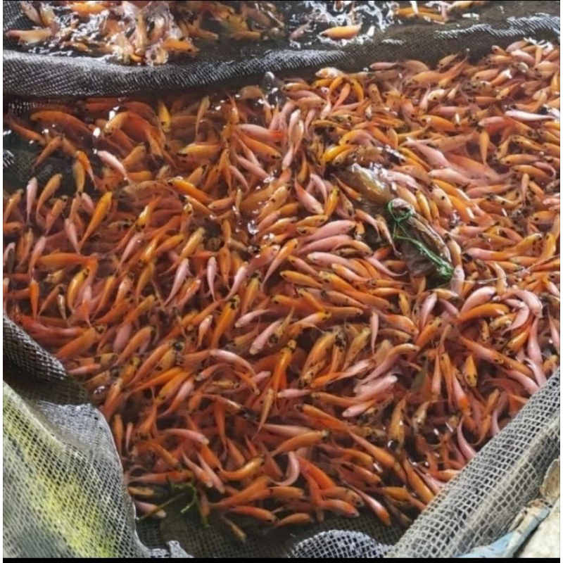 Bibit ikan nila merah