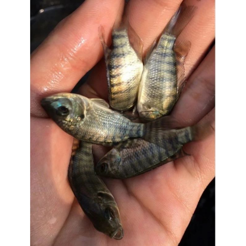 Bibit ikan nila hitam