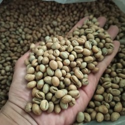 

Green Bean Kopi Lanang 500 Gram Pilihan Murni Petik Merah