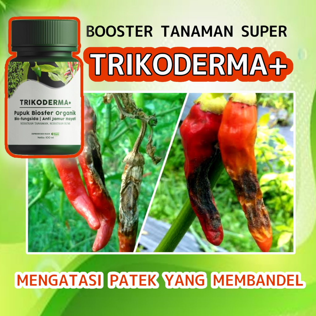 Trikoderma Obat layu Busuk akar