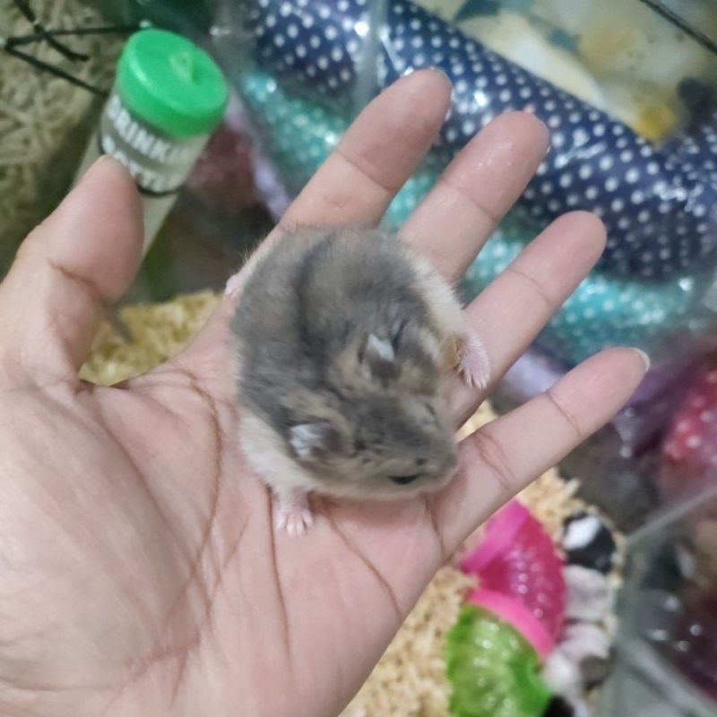 Hamster khusus instan Surabaya