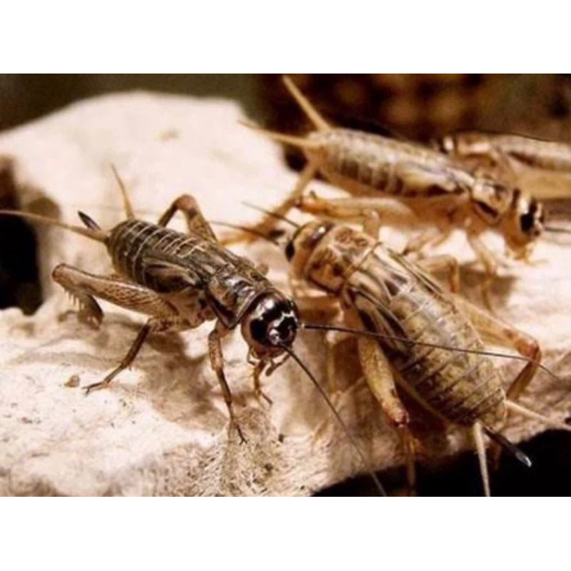 jangkrik hidup pakan burung / ikan predator